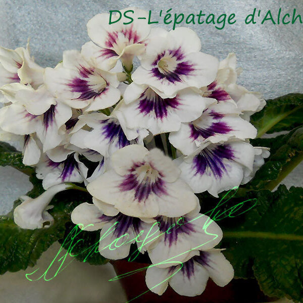 ds_lepatage_dalchimie1204_632 ds_lepatage_dalchimie1204_632