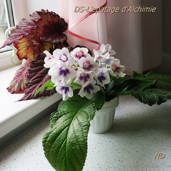 ds_lepatage_dalchimie_136 ds_lepatage_dalchimie_136