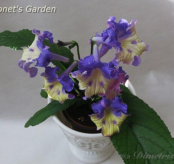 ds_monets_garden4_375