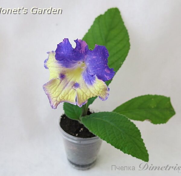 ds_monets_garden_786