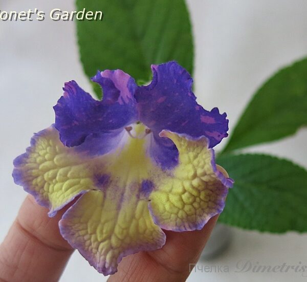 ds_monets_garden__594