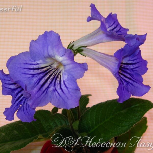 ds_nebes_laz_151