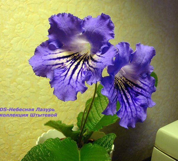 ds_nebesnaja_lazur_120
