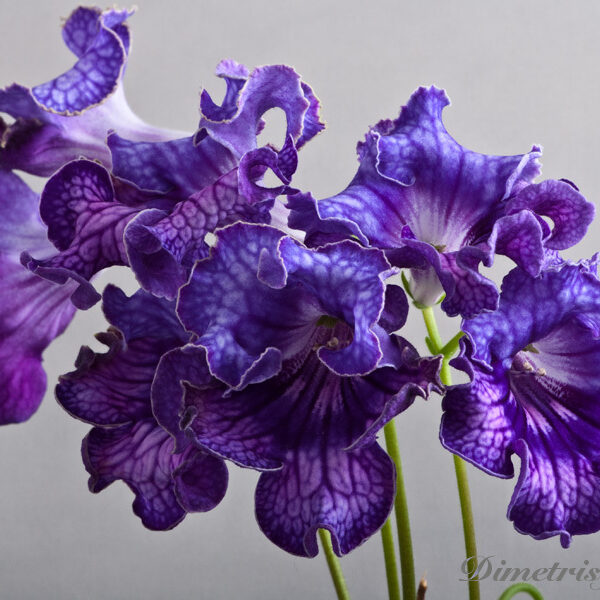 ds_oe__12_ae_104 ds_oe__12_ae_104