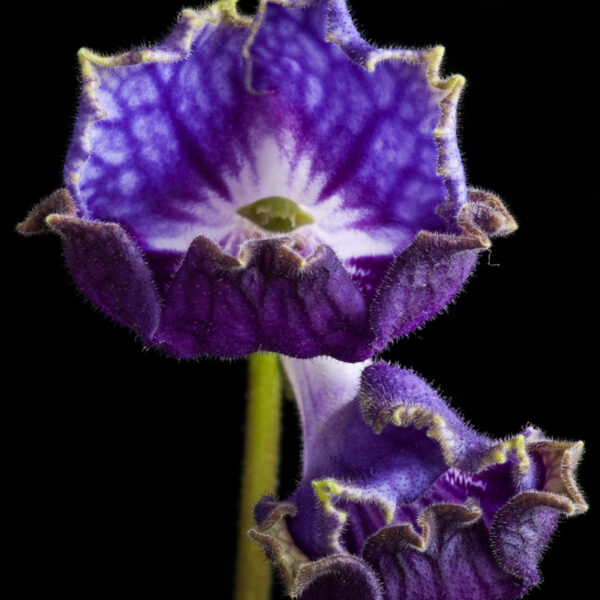 ds_oe__3_106 ds_oe__3_106