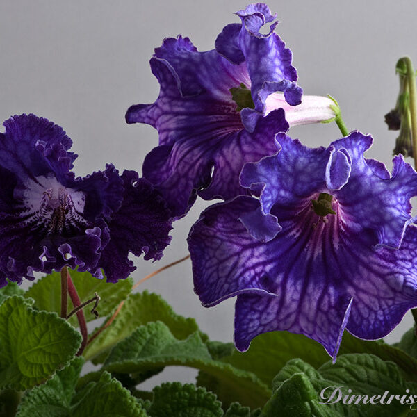 ds_oe__923 ds_oe__923