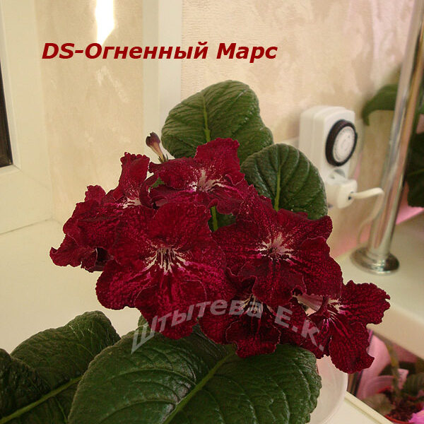 ds_ognenny_mars_240