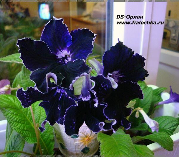 ds_orlan3_342 ds_orlan3_342