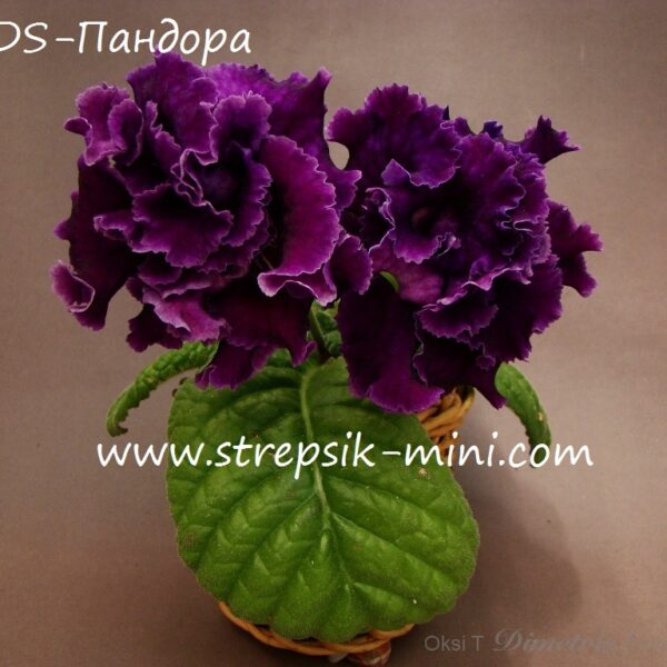 ds_pandora_515