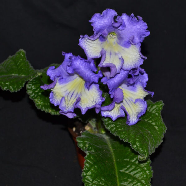 ds_pishka_100