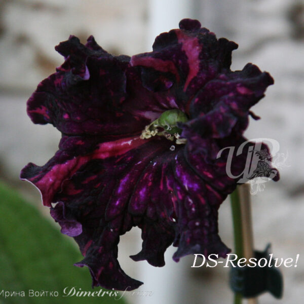 ds_resolve_1ds_158 ds_resolve_1ds_158