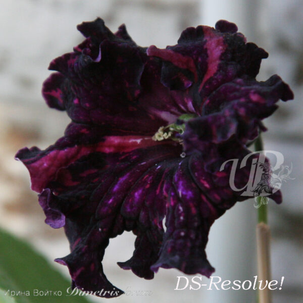ds_resolve_ds_982 ds_resolve_ds_982