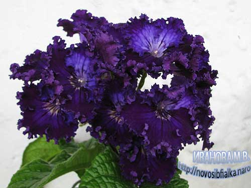 ds_ruchele_494 ds_ruchele_494