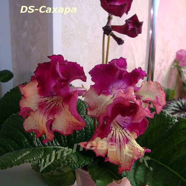 ds_sahara_716