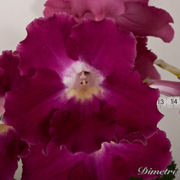 ds_ss_ue__318