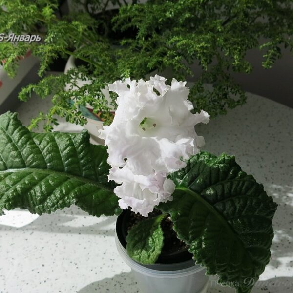 ds_ssue2_807
