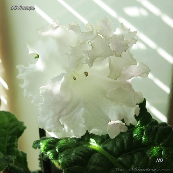 ds_ssue_194