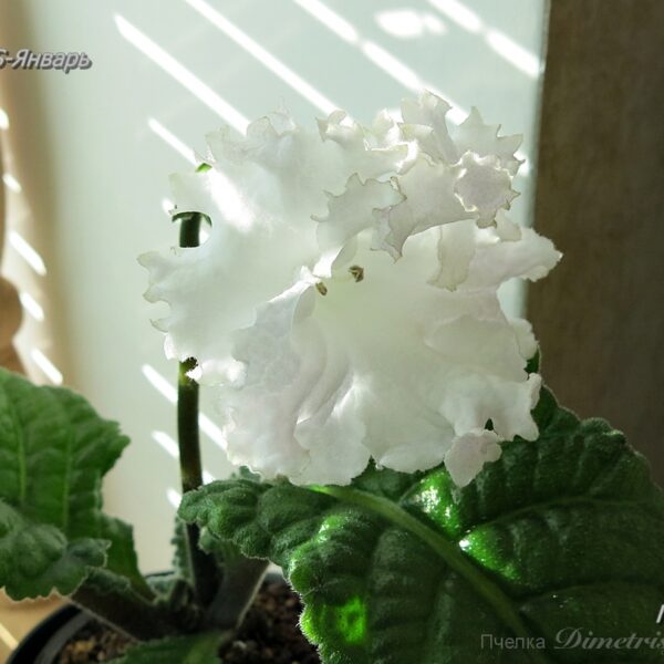 ds_ssue_1_180