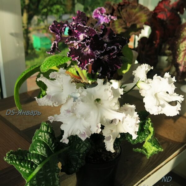 ds_ssue_3_236