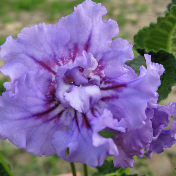 ds_typhoon_birth_002_01_142