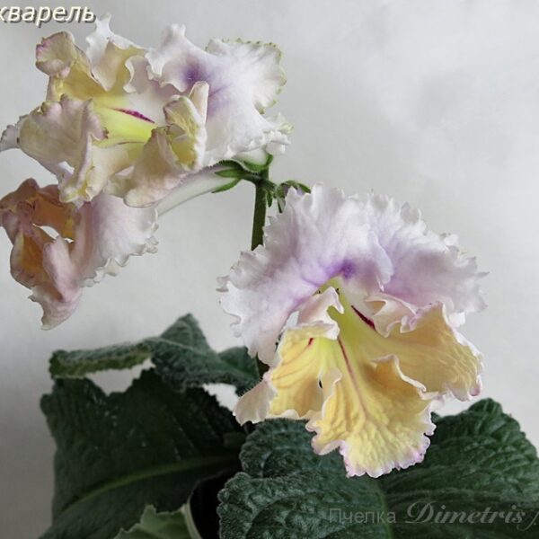 ds_ue1_138 ds_ue1_138