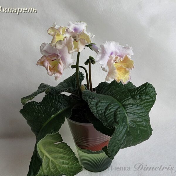 ds_ue2_211 ds_ue2_211
