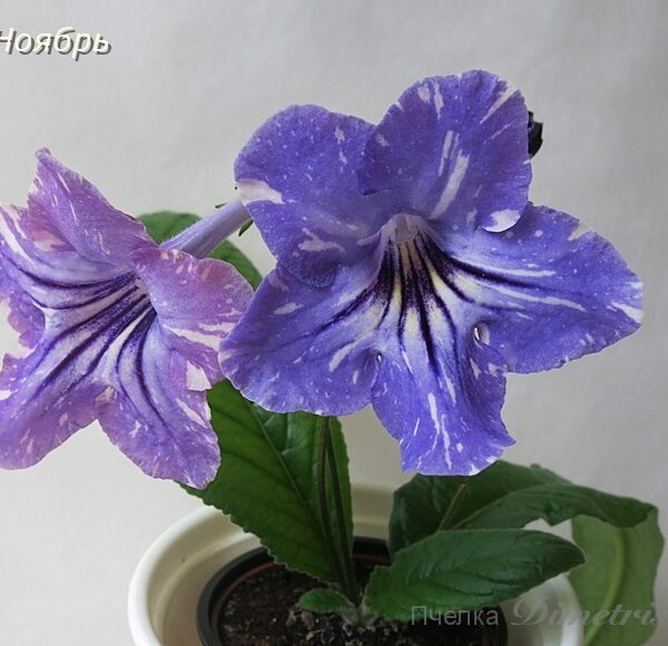 ds_ue3_151 ds_ue3_151