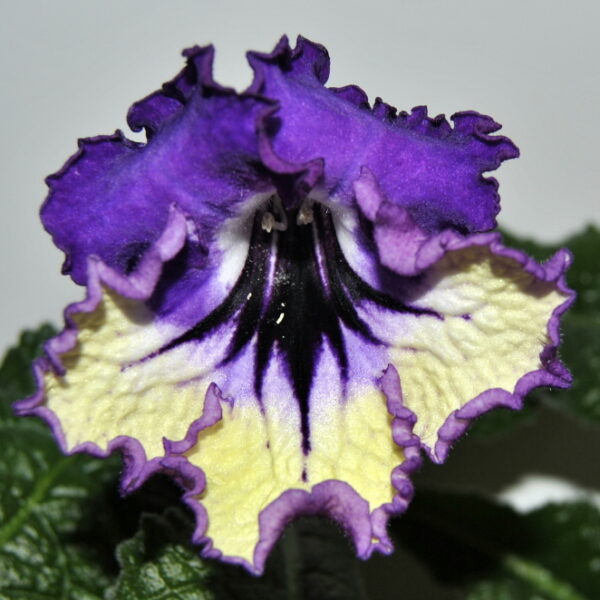 ds_ue_108 ds_ue_108