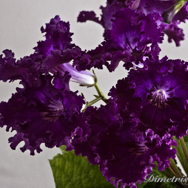 ds_ue_199 ds_ue_199