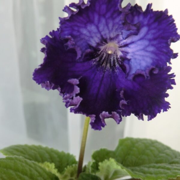 ds_ue_2012_1_169