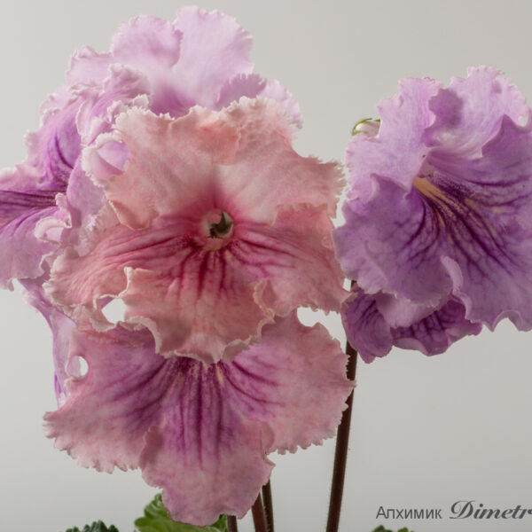 ds_ue_2015_763