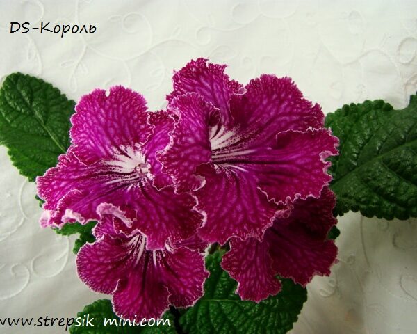 ds_ue_2_104