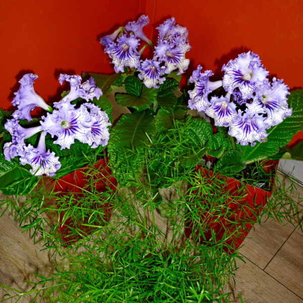 ds_ue__28__879
