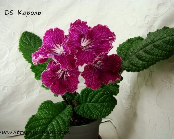 ds_ue__452