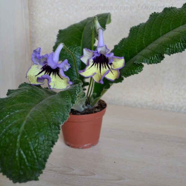 ds_ueae10_141
