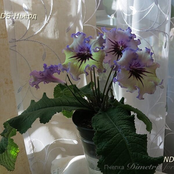 ds_ueae_2_138