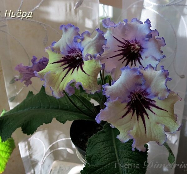 ds_ueae_3_671