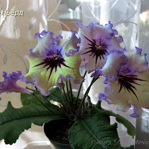ds_ueae_5_944