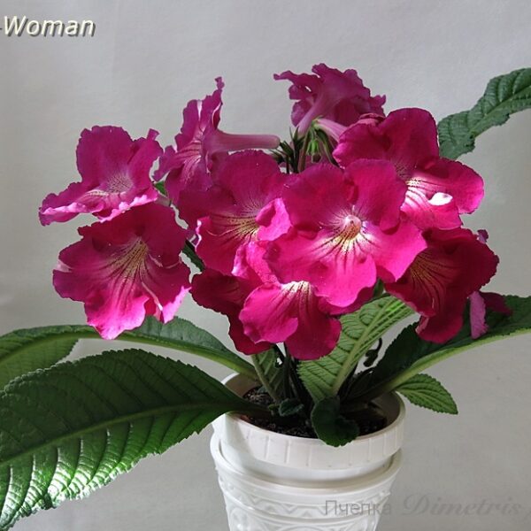 ds_woman3_123
