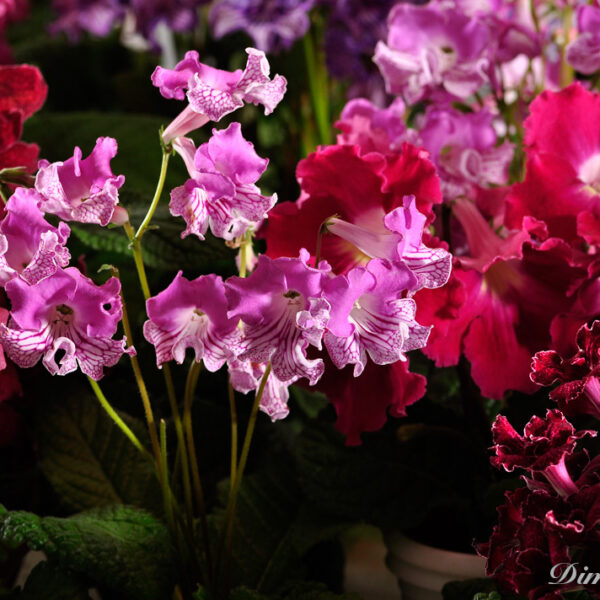 dsc0008_594