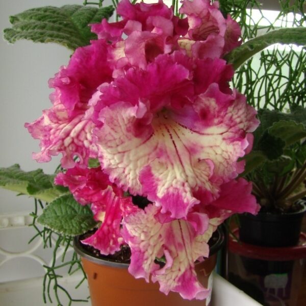 dsc01518_____189