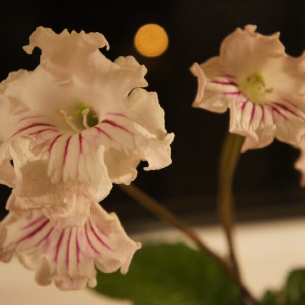 SONY DSC