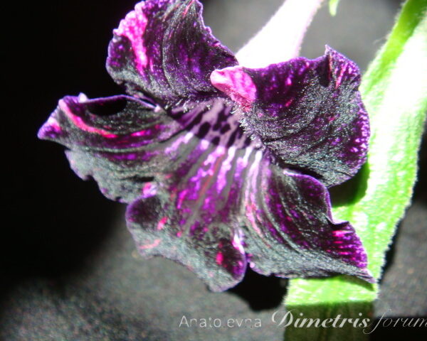 dsc04659_196