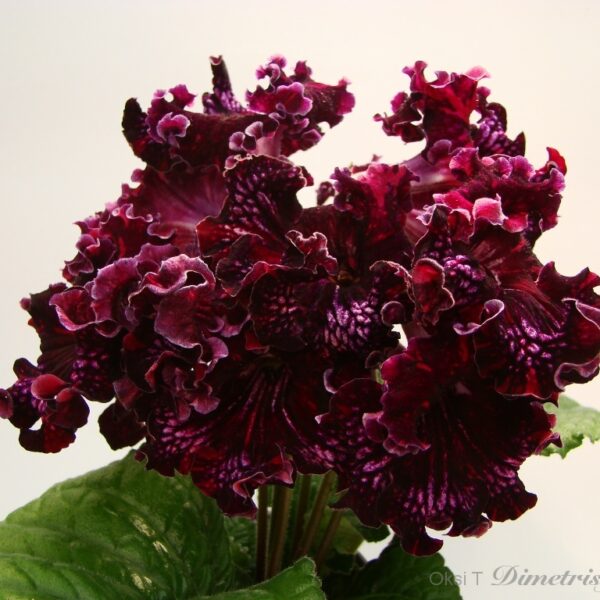 dsc05521___740