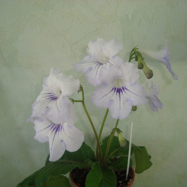dsc06750_739