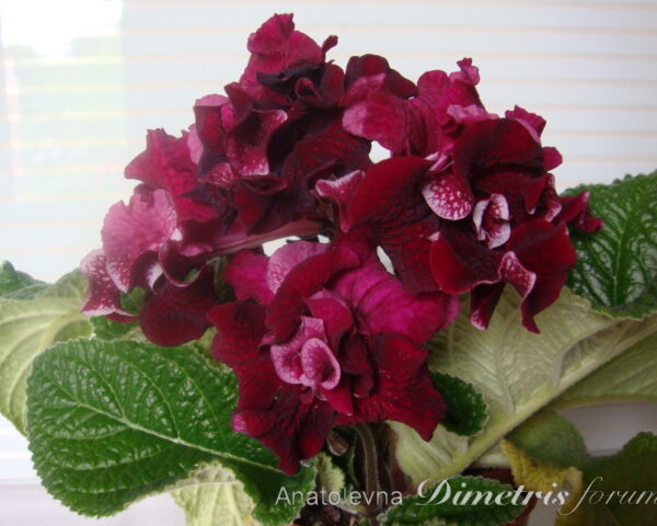 dsc07025_121