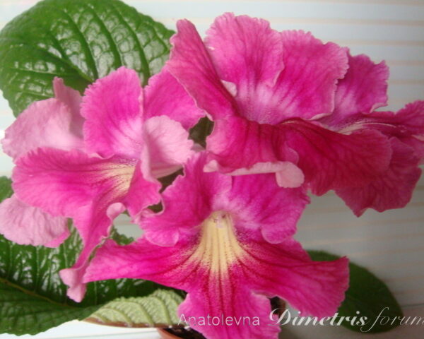 dsc07052_172
