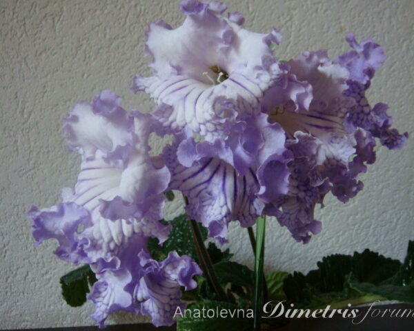 dsc07059_129