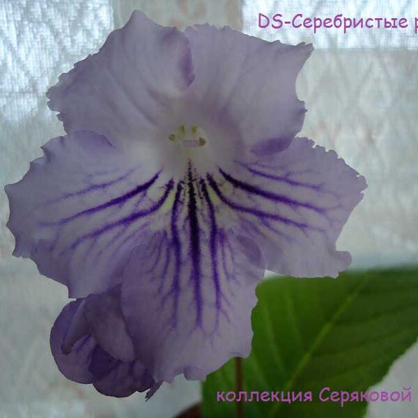dsc08300_120