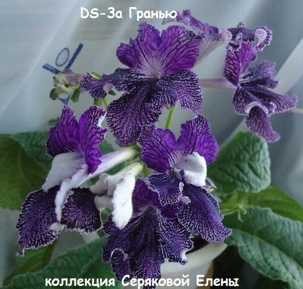 dsc09403_970